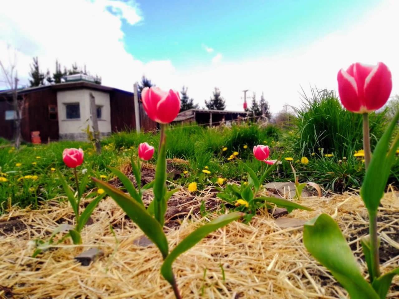 Arriba La Luna - Ecovilla Rural Тревелин Экстерьер фото